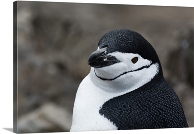 Close up portrait of a chinstrap penguin, Half Moon Island, Antarctica