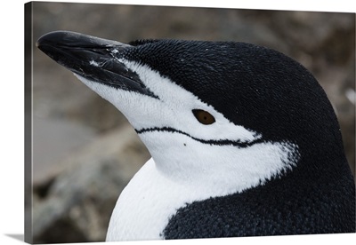 Close up portrait of a chinstrap penguin, Half Moon Island, Antarctica