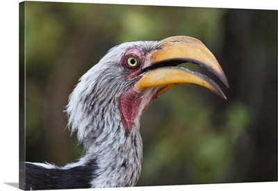 Close-up portrait of an eastern yellow-billed hornbill Khwai Concession
