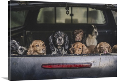 Cock And Springer Spaniel Gun Dogs In A Shoot Bus/Pickup On A Pheasant Shoot In UK