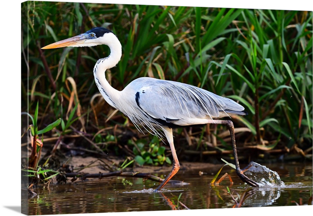 Cocoi heron (Ardea Cocoi), Pantanal, Mato Grosso, Brazil, South America