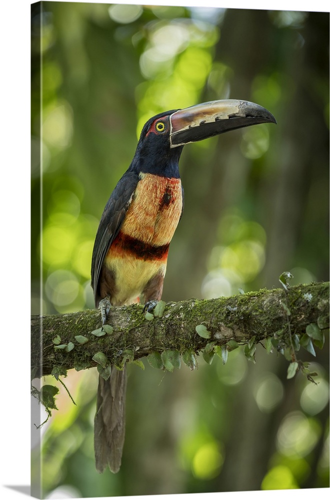Collared Aracari Toucan (Pteroglossus torquatus), Sarapiqui, Costa Rica, Central America