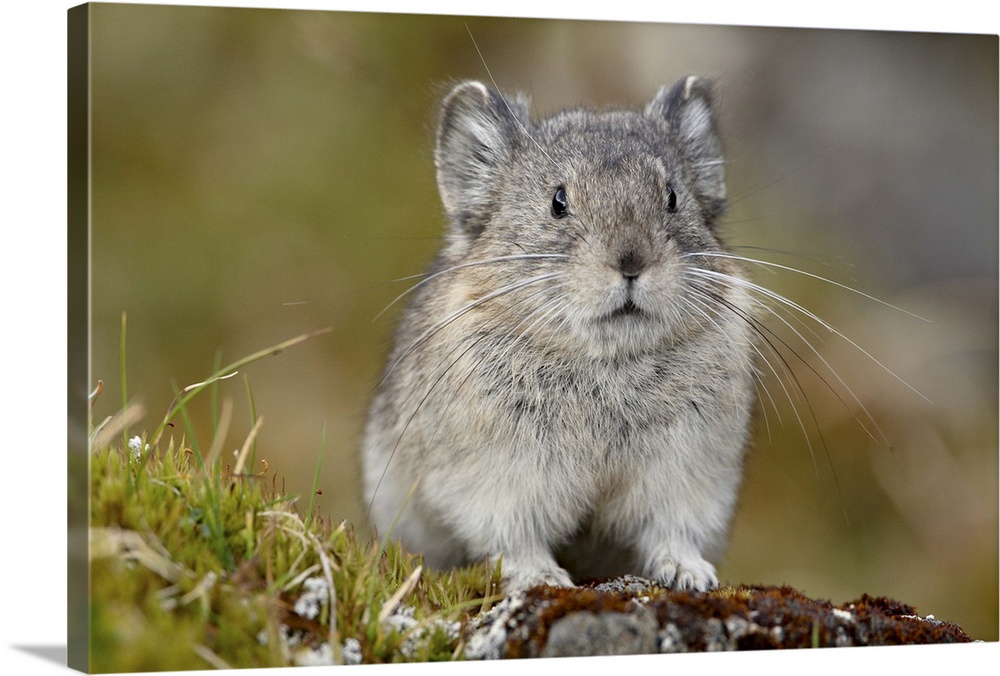 Collared pika, Hatcher Pass, Alaska