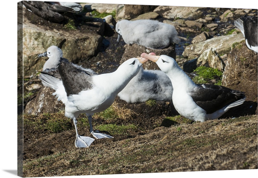 Colony of black-browed albatross mother feeding a chick (Thalassarche melanophris), Saunders Island, Falklands, South America