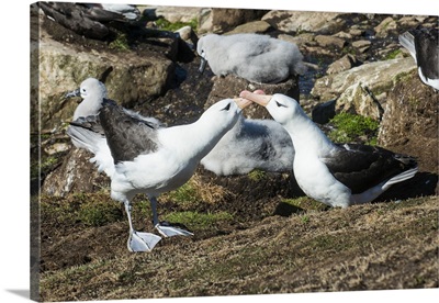 Colony of black-browed albatross mother feeding a chick Saunders Island, Falklands