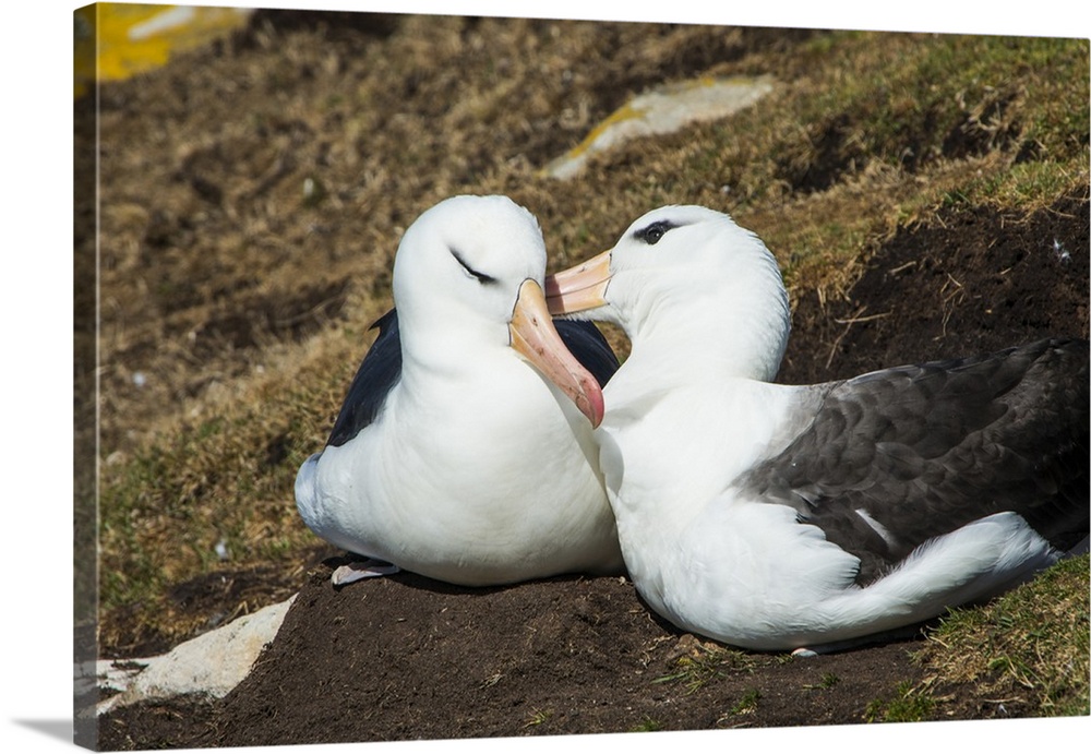 Colony of black-browed albatross (Thalassarche melanophris), Saunders Island, Falklands, South America