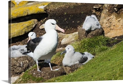 Colony of black-browed albatross Saunders Island, Falklands