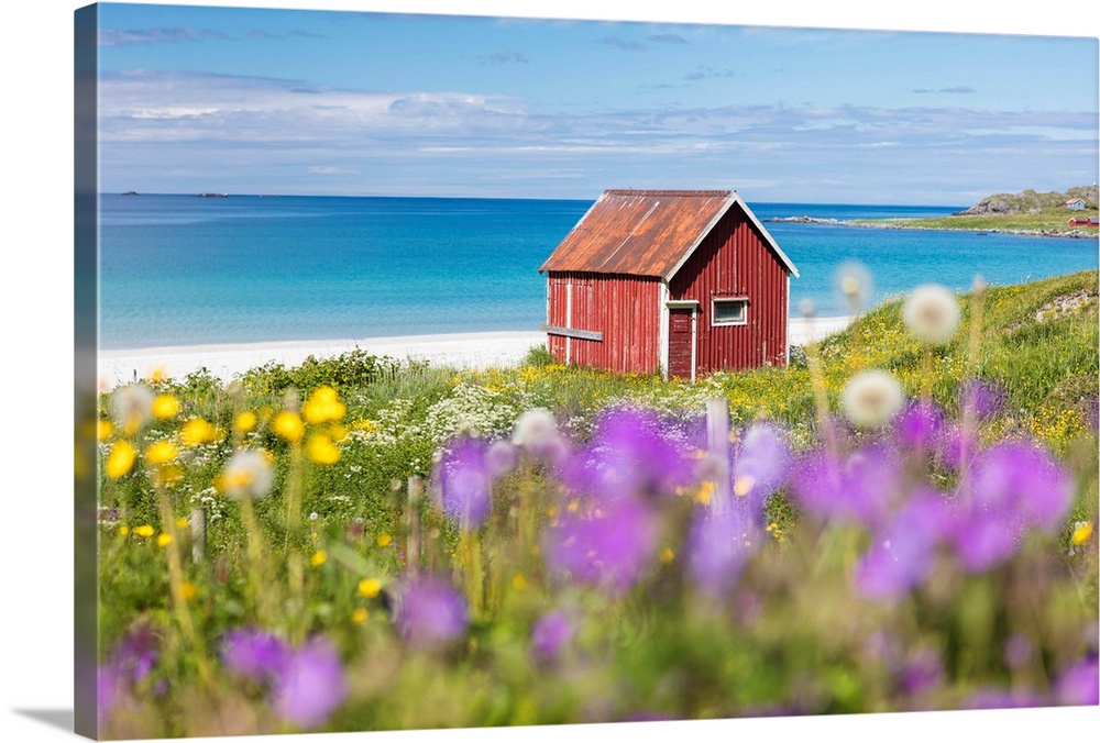 Colorful flowers on green meadows frame the typical rorbu surrounded by turquoise sea, Ramberg, Lofoten Islands, Norway, S...