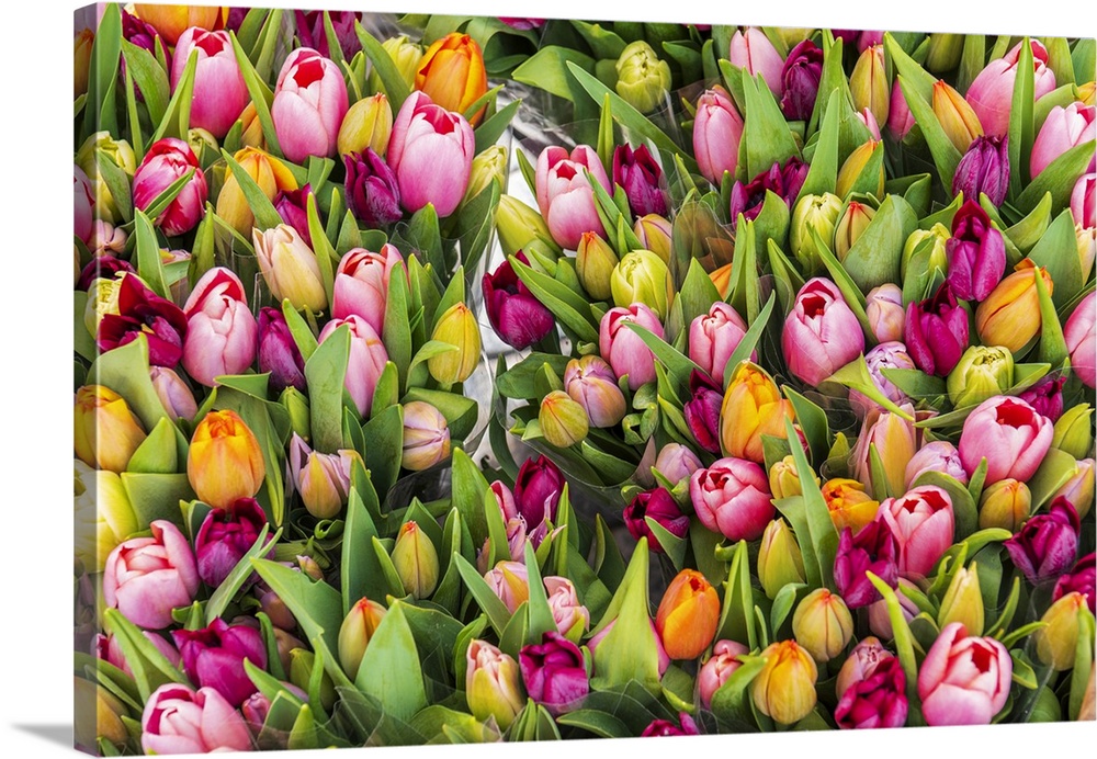 Colourful fresh tulips on sale in flower market, Amsterdam, Netherlands, Europe