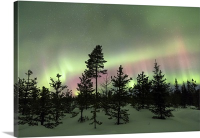 Colorful lights of the Northern Lights and starry sky on the snowy woods, Levi, Finland