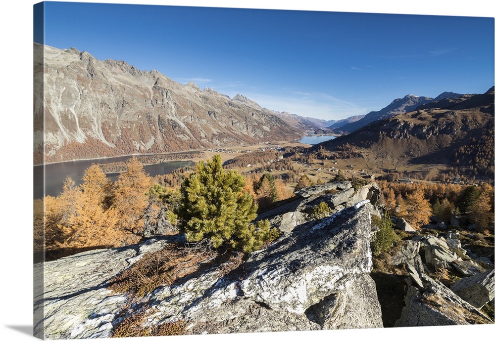 Colorful trees and blue sky frame Lake St. Moritz in the fall, Val Fedoz, Canton of Graubunden, Engadine, Switzerland, Europe