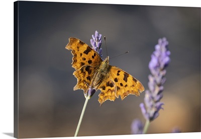 Comma Butterfly On Lavender, Cheshire, England