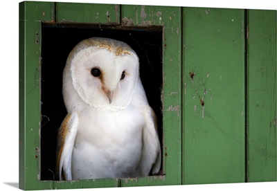 Common Barn Owl Sitting In Barn Door, Yorkshire