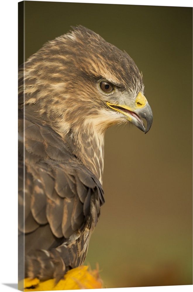 Common buzzard (Buteo buteo), among the autumn foliage, United Kingdom, Europe