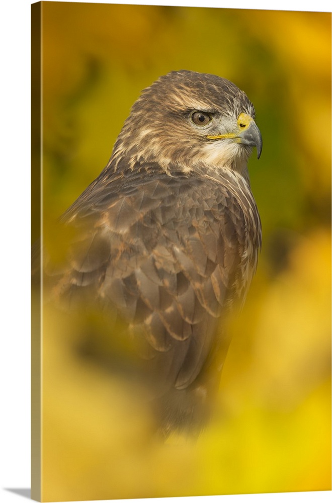 Common buzzard (Buteo buteo), among the autumn foliage, United Kingdom, Europe