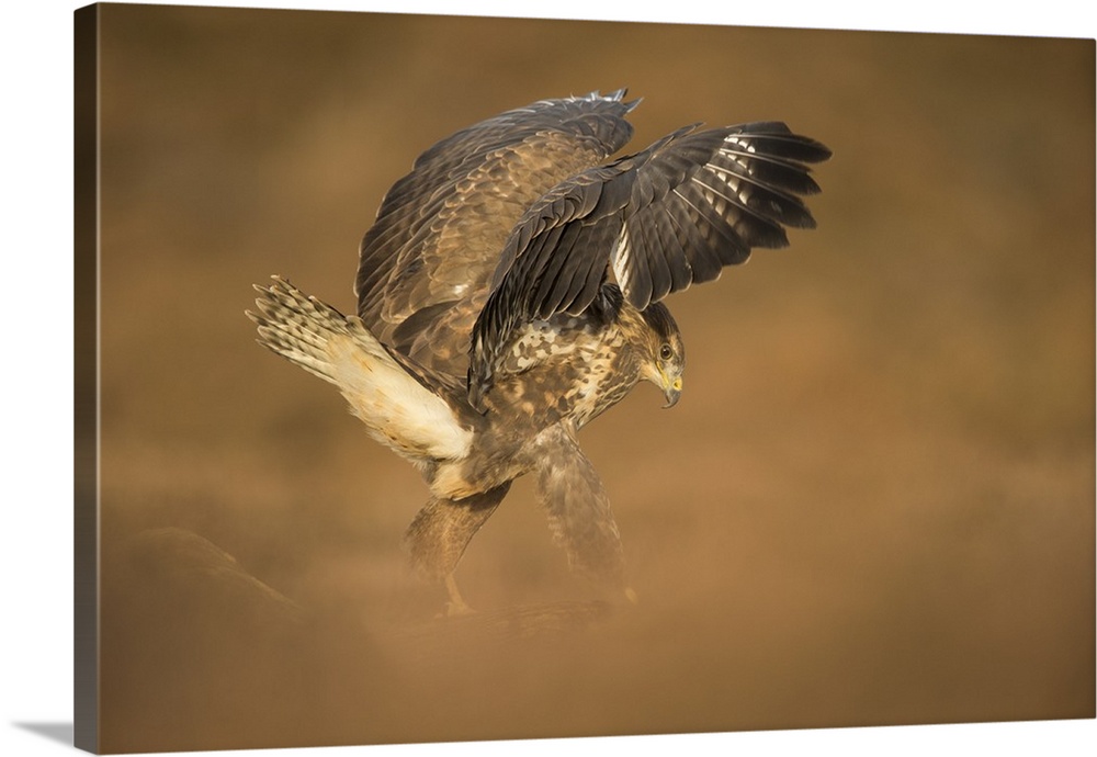 Common buzzard (Buteo buteo), flapping wings on the ground, United Kingdom, Europe