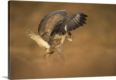 Common buzzardflapping wings on the ground