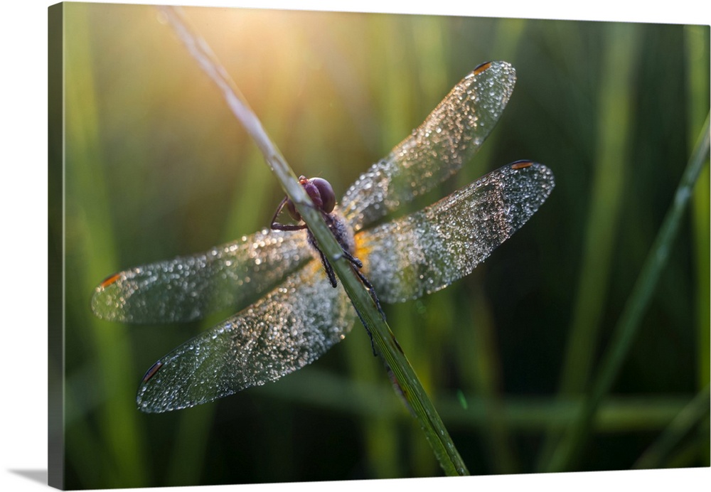 Common Darter (Sympetrum striolatum) dragonfly adult, covered in dew, at dawn, Elmley Marshes National Nature Reserve, Isl...