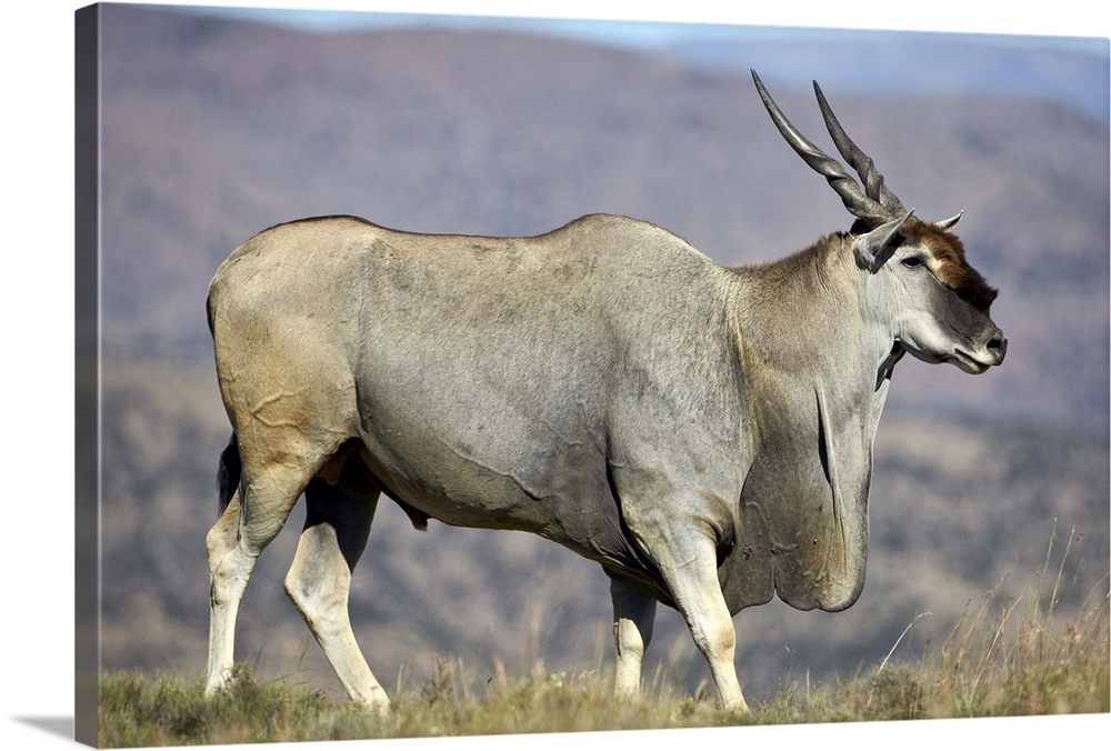 Common eland buck, Mountain Zebra National Park, South Africa Wall Art,  Canvas Prints, Framed Prints, Wall Peels | Great Big Canvas