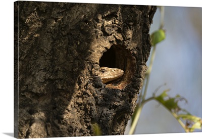 Common Indian monitor lizard, Bandhavgarh National Park, Madhya Pradesh, India