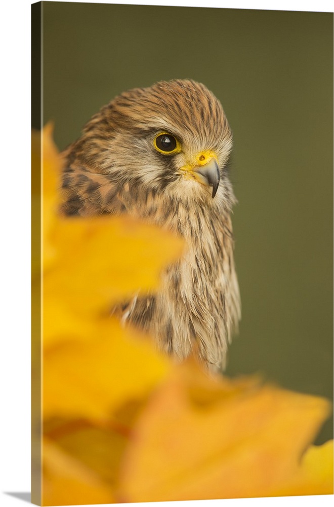 Common kestrel (Falco tinnunculus), among autumn foliage, United Kingdom, Europe