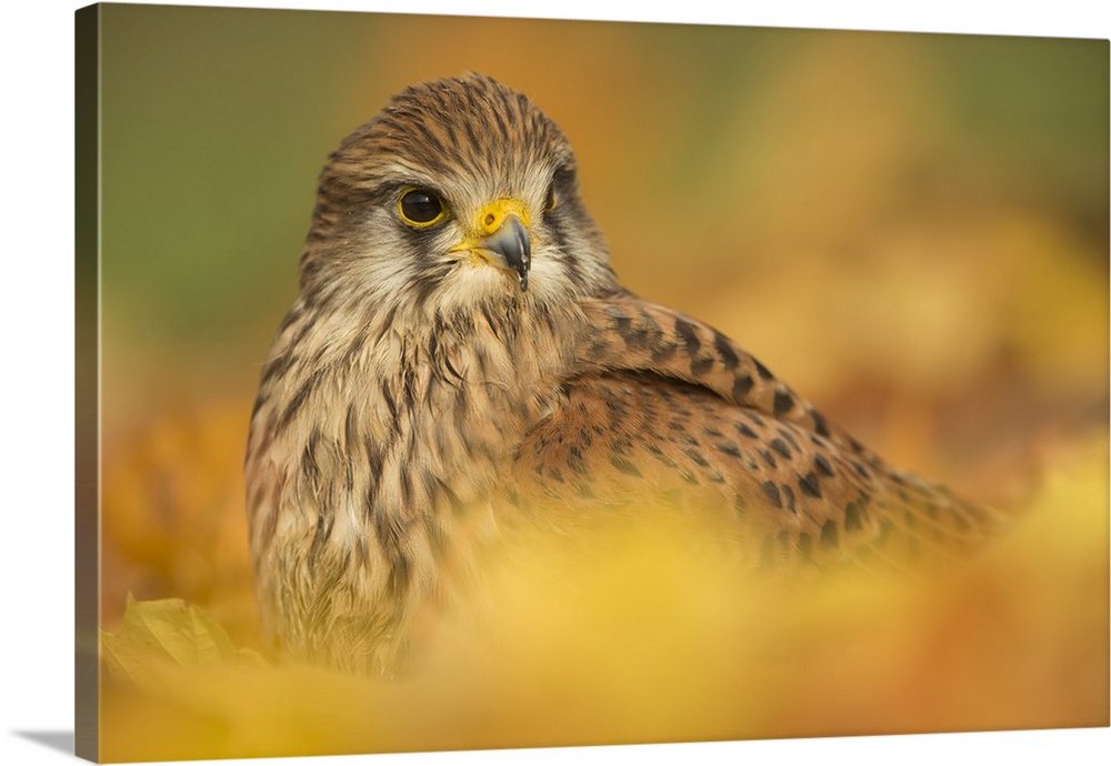 Common kestrel (Falco tinnunculus), among autumn foliage, United Kingdom, Europefoliage.