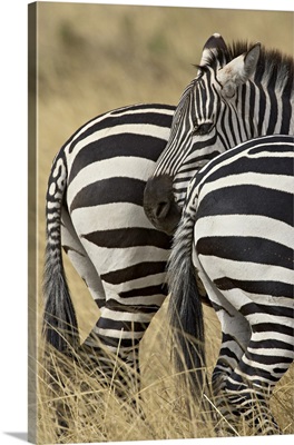 Common zebra or Burchell's zebra, Masai Mara National Reserve, Kenya, Africa