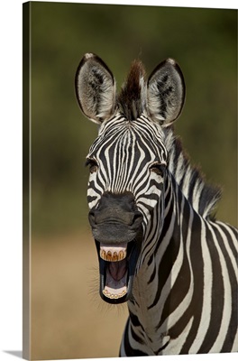 Common zebra yawning, Ruaha National Park, Tanzania