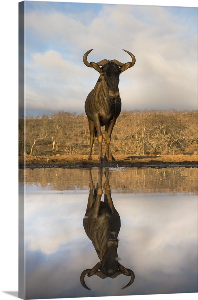 Common (blue) wildebeest (gnu) (Connochaetes taurinus) with reflection at waterhole, Zimanga private game reserve, KwaZulu...