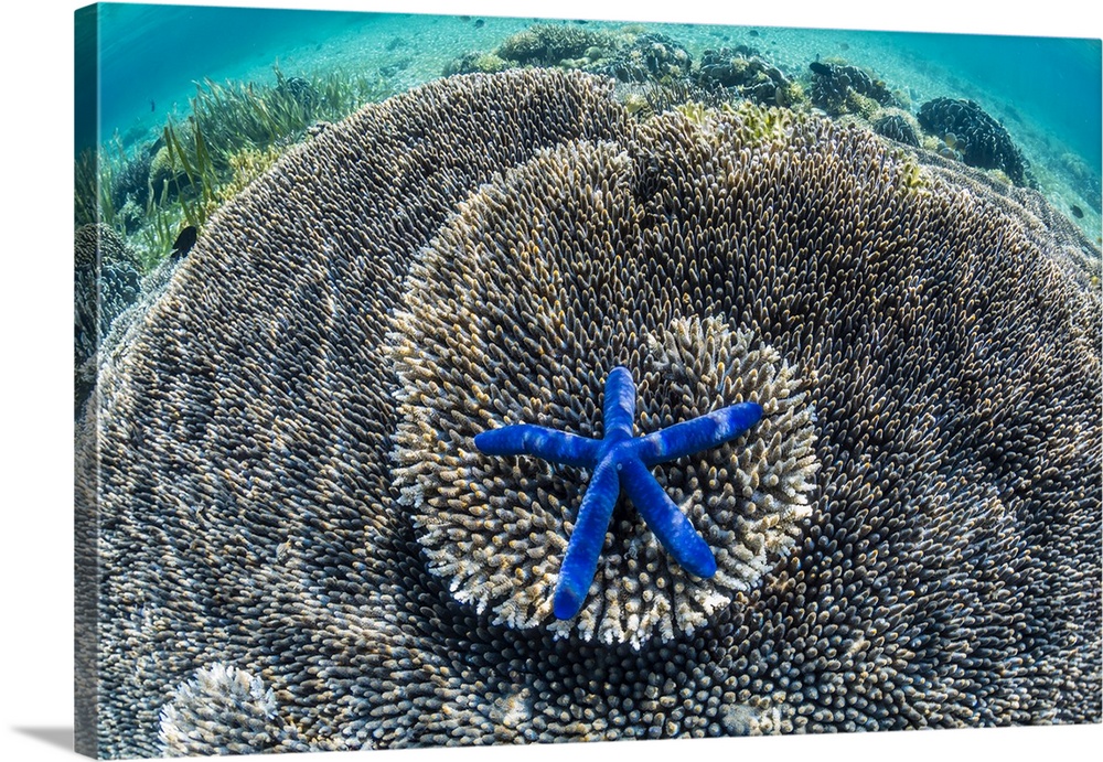 Hard and soft corals and sea star underwater on Sebayur Island, Komodo Island National Park, Indonesia, Southeast Asia, Asia