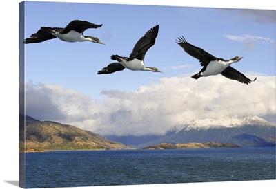 Cormorants, Northeast Branch Of The Beagle Channel, Tierra Del Fuego, Patagonia, Chile