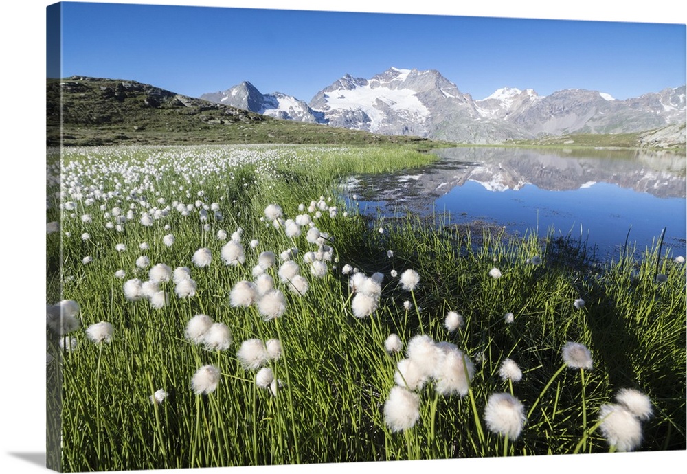 Cotton grass frames snowy peaks reflected in water, Val Dal Bugliet, Bernina Pass, Canton of Graubunden, Engadine, Switzer...