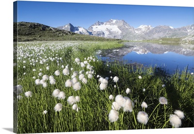 Cotton grass frames snowy peaks reflected in water, Switzerland
