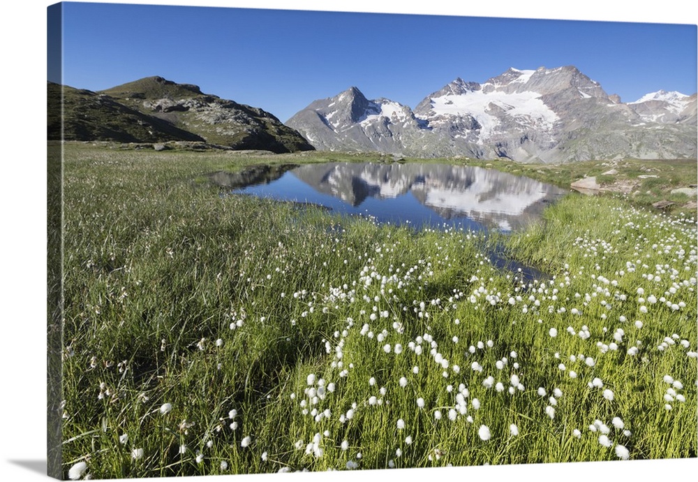 Cotton grass frames snowy peaks reflected in water, Val Dal Bugliet, Bernina Pass, Canton of Graubunden, Engadine, Switzer...