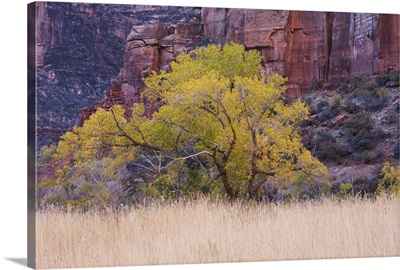 Cottonwood tree and reeds, Zion National Park in autumn, Utah