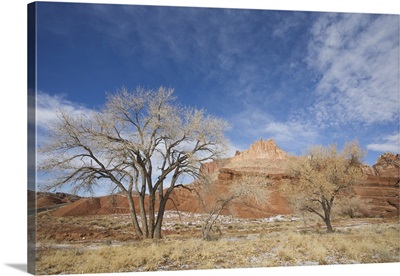 Cottonwood tree and The Castle, Capitol Reef National Park, Utah