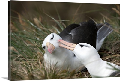 Courting black-browed albatross, West Point, Falkland Island, South America