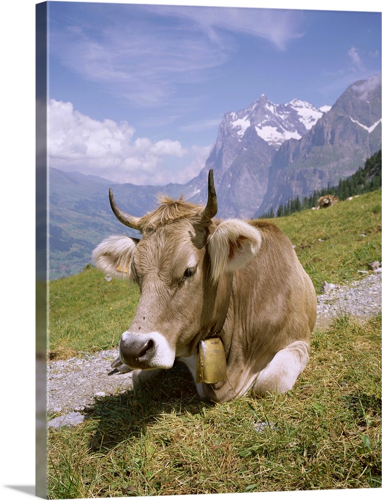 Cow at Alpiglen, Grindelwald, Bernese Oberland, Swiss Alps, Switzerland