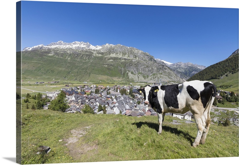 Cow grazing in the green pastures surrounding the alpine village of Andermatt, Canton of Uri, Switzerland, Europe