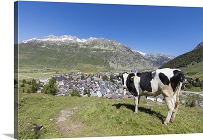 Cow grazing in the green pastures surrounding the alpine village of Andermatt