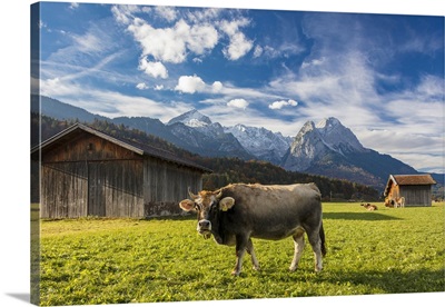 Cow in the green pastures framed by the high peaks of the Alps, Upper Bavaria, Germany