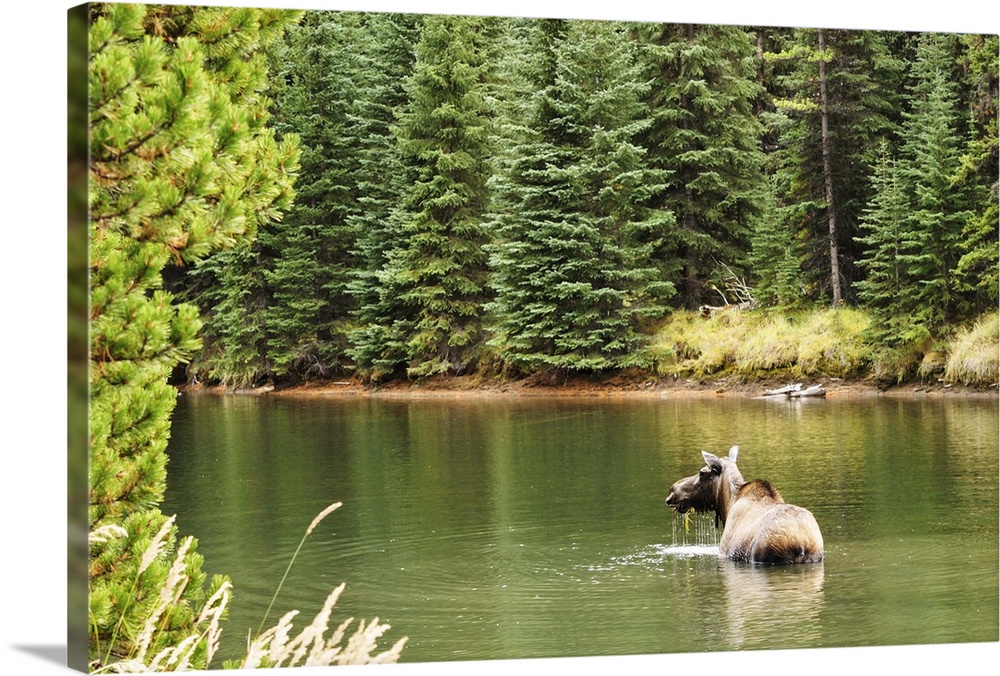 Cow moose feeding in Moose Lake, Jasper National Park, Alberta, Canada