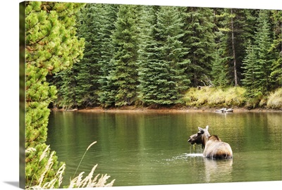 Cow moose feeding in Moose Lake, Jasper National Park, Alberta, Canada