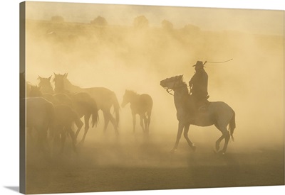 Cowboy On Horse With Whip Herding Wild And Semi-Wild Yilki Horses At Sunset, Turkey