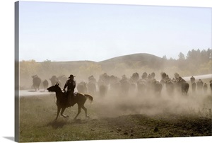 Cowboy pushing herd at Bison Roundup, Custer State Park, Black Hills, South Dakota image thumbnail