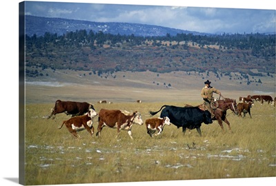 Cowboy rounding up cattle, Diamond Ranch, New Mexico, USA