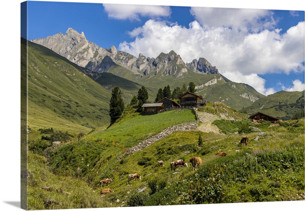 Cows and mountain hut in summer, Aurina Valley, Dolomites, South Tyrol, Italy, Europe