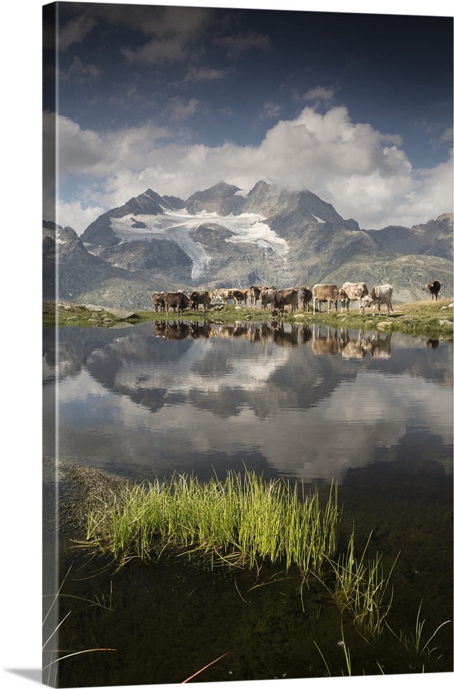 Cows grazing on green pastures surrounding the alpine lake, Val Bugliet, Canton of Graubunden, Engadine, Switzerland