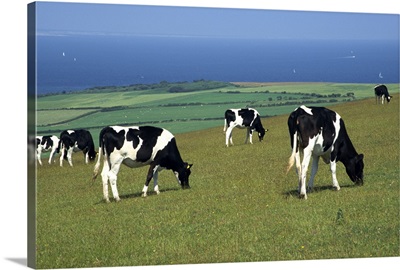 Cows in a field, Isle of Purbeck, Dorset, England, UK