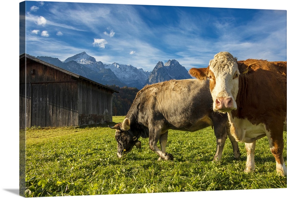 Cows in the green pastures framed by the high peaks of the Alps, Garmisch Partenkirchen, Upper Bavaria, Germany